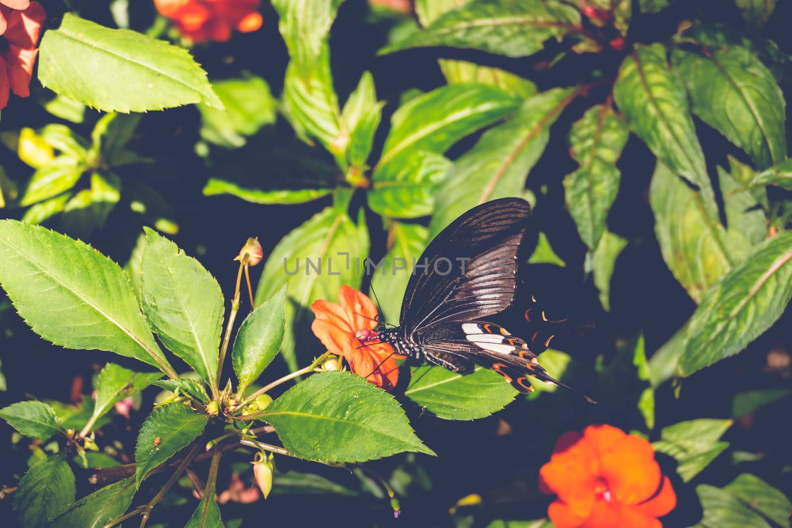 Butterfly sucking nectar of flowers, nature background