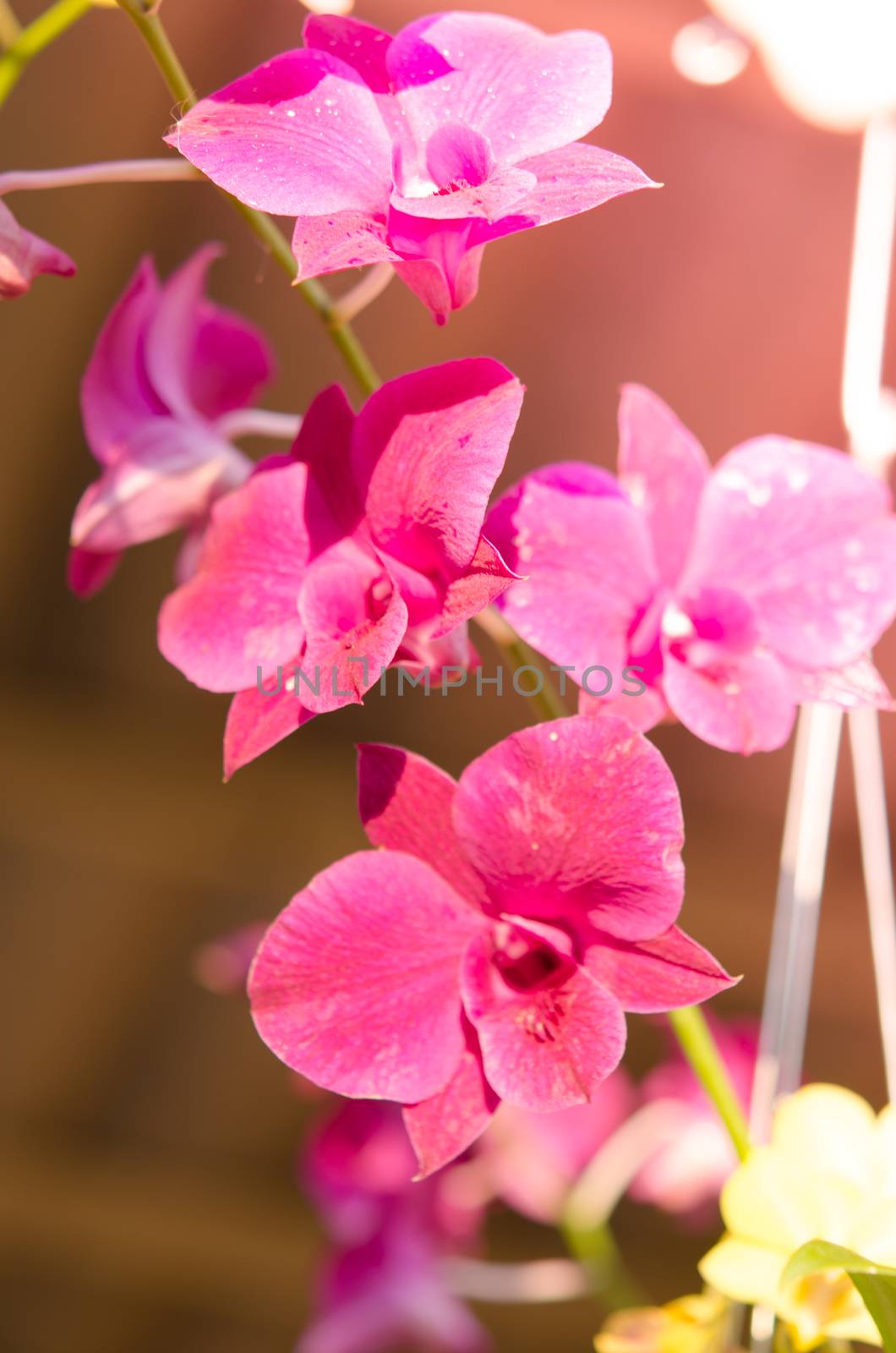 Orchid by aoo3771