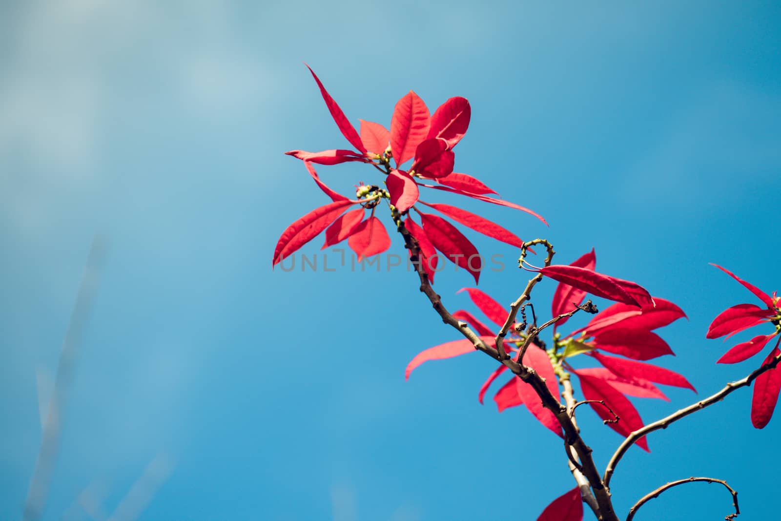 colorful red maple leaves and branch nature blue sky by teerawit