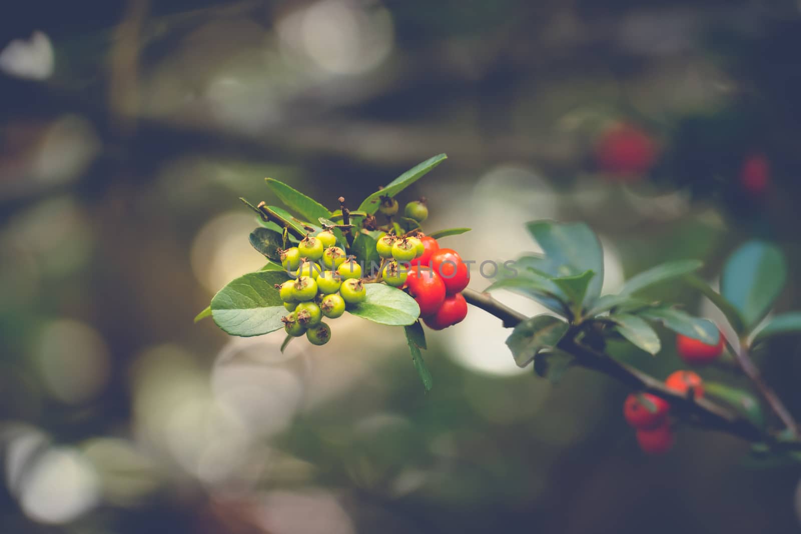 Coffee beans ripening on tree in North of thailand, nature background