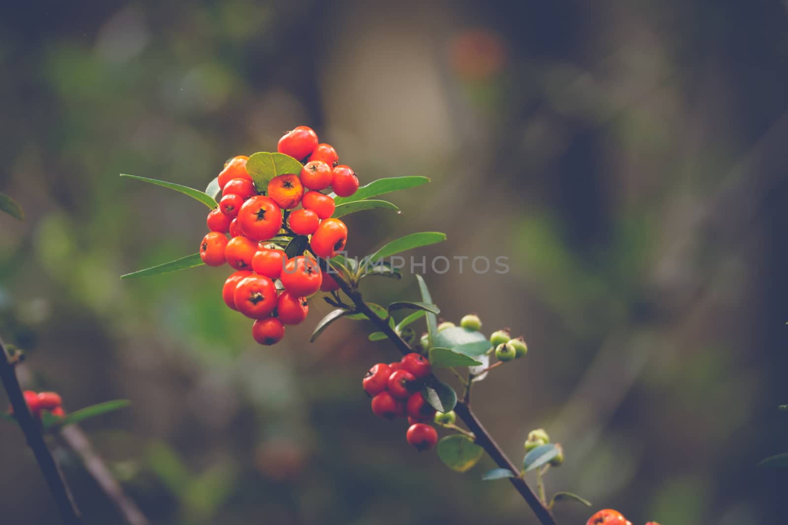 Coffee beans ripening on tree in North of thailand, nature background