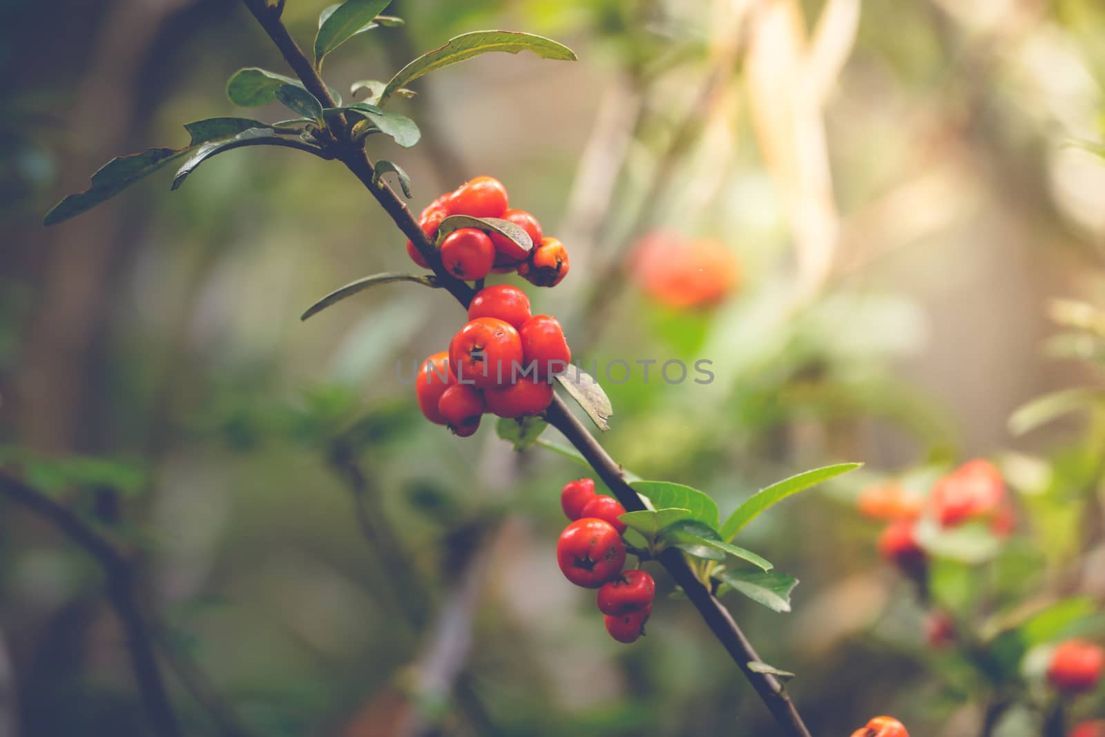 Coffee beans ripening on tree in North of thailand, nature background