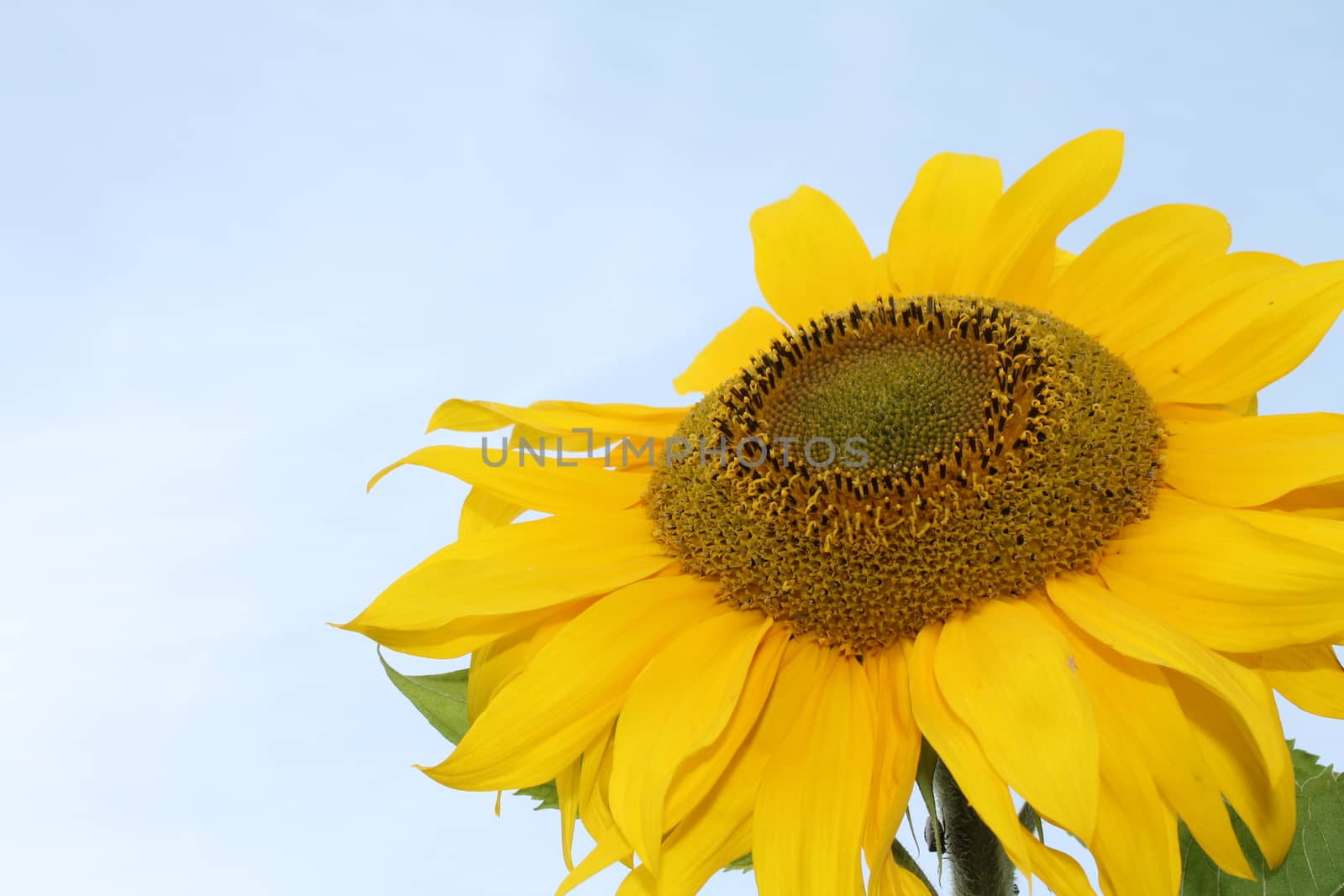 Sunflower and sky