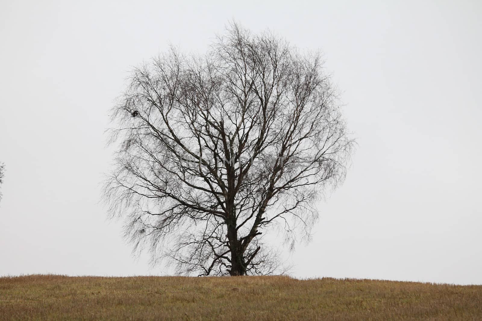 Old tree on field