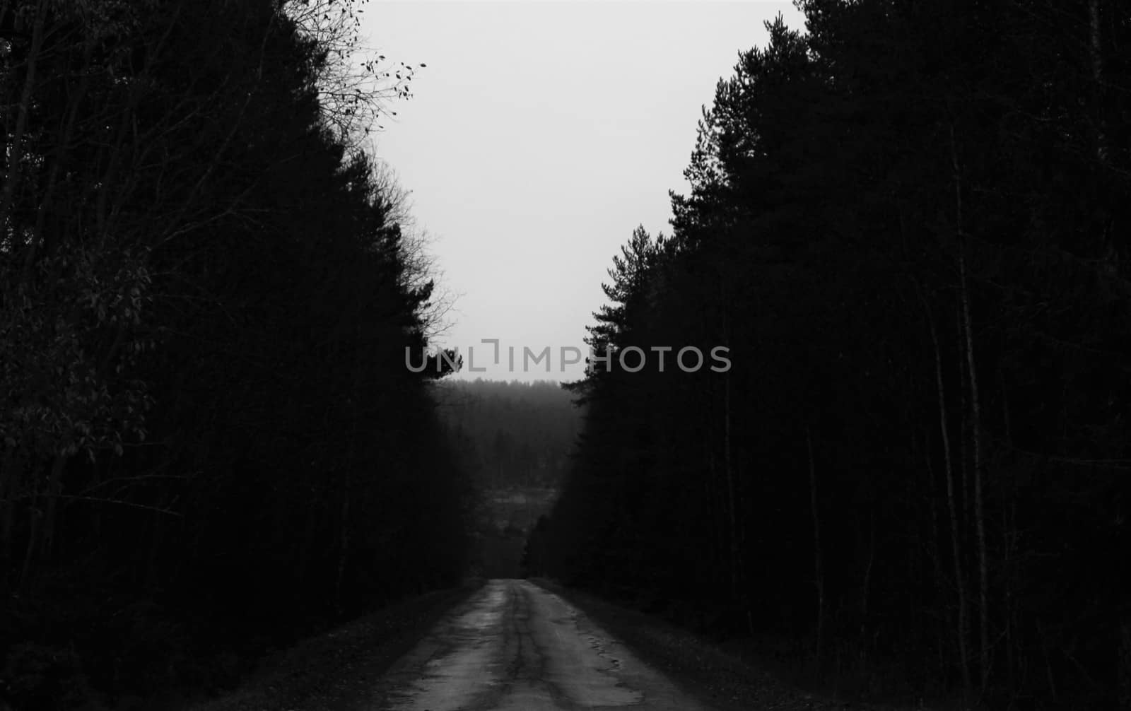 Narrow road in woods