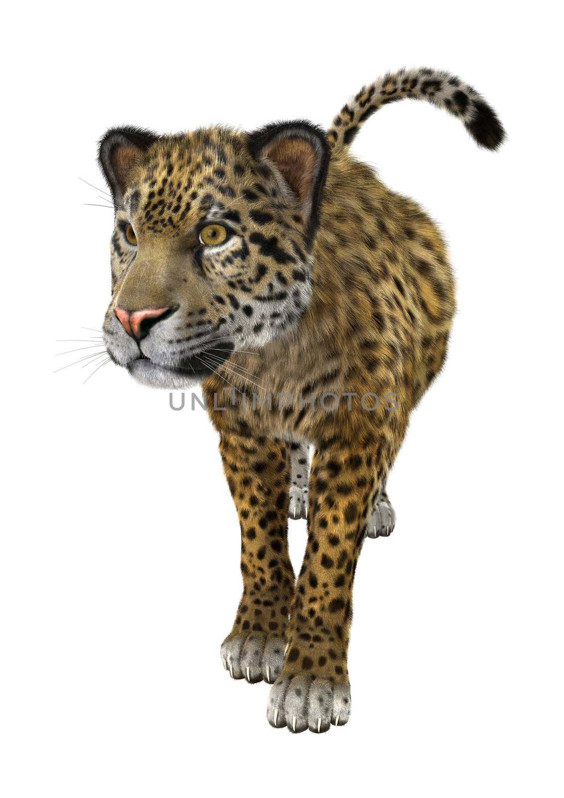 Big Cat Jaguar by Vac