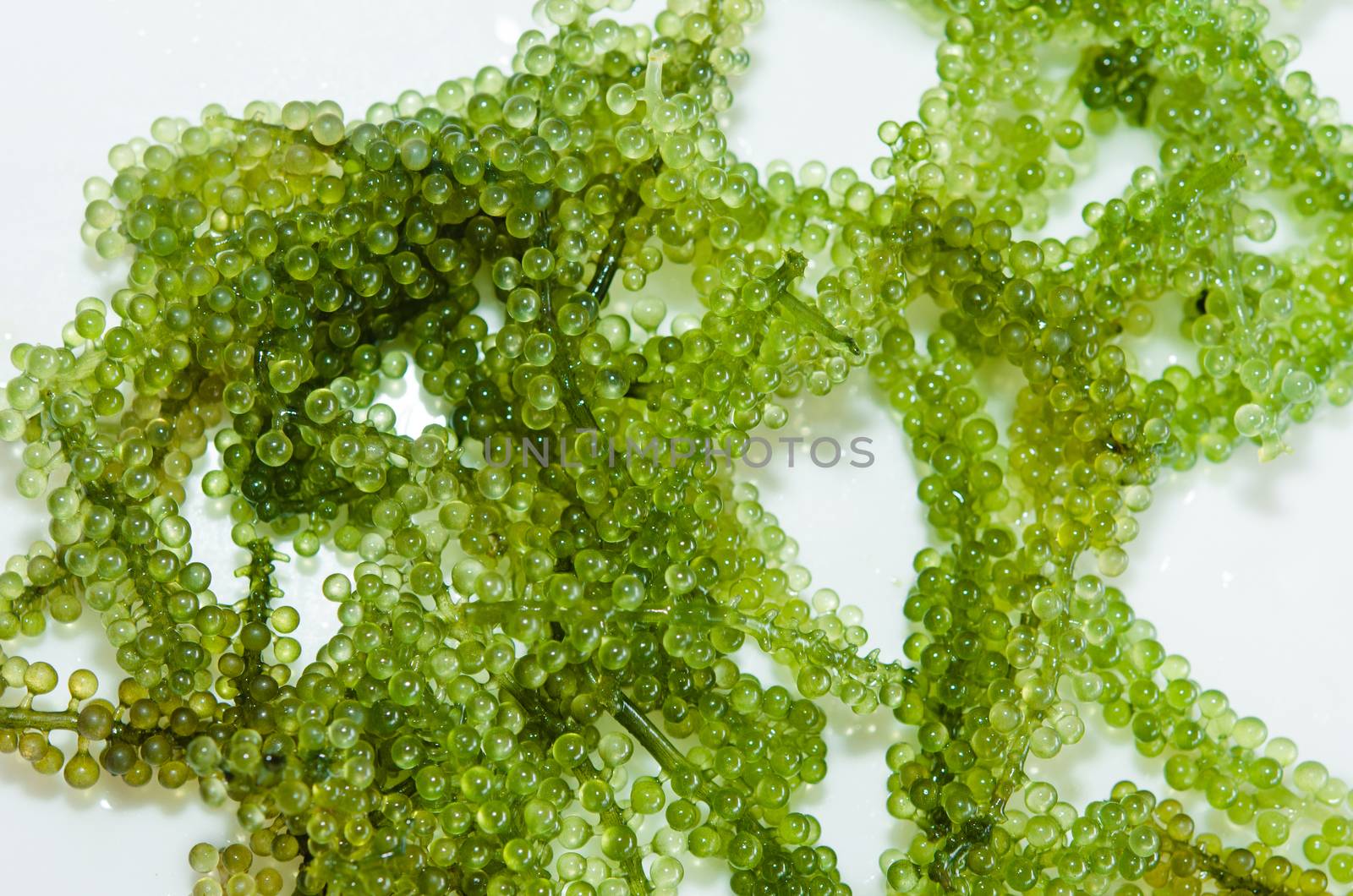 Seaweed ,  Oval sea grapes seaweed. Healthy Food.