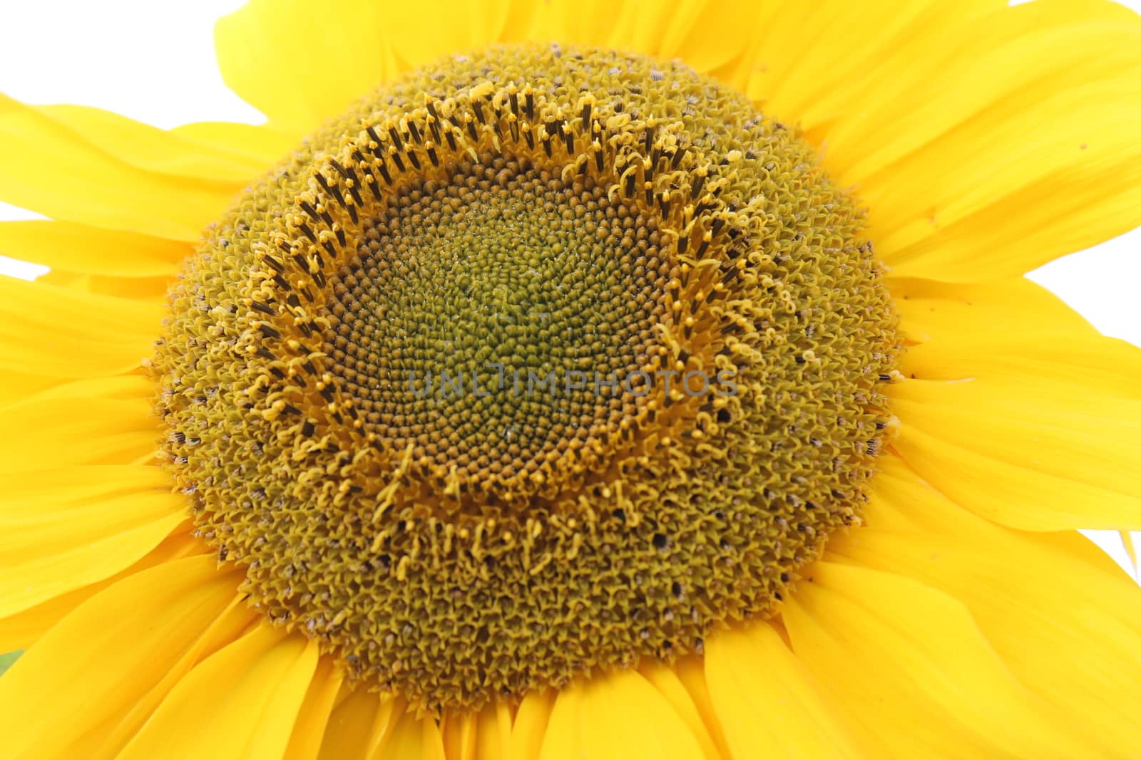 Close-up, sunflower