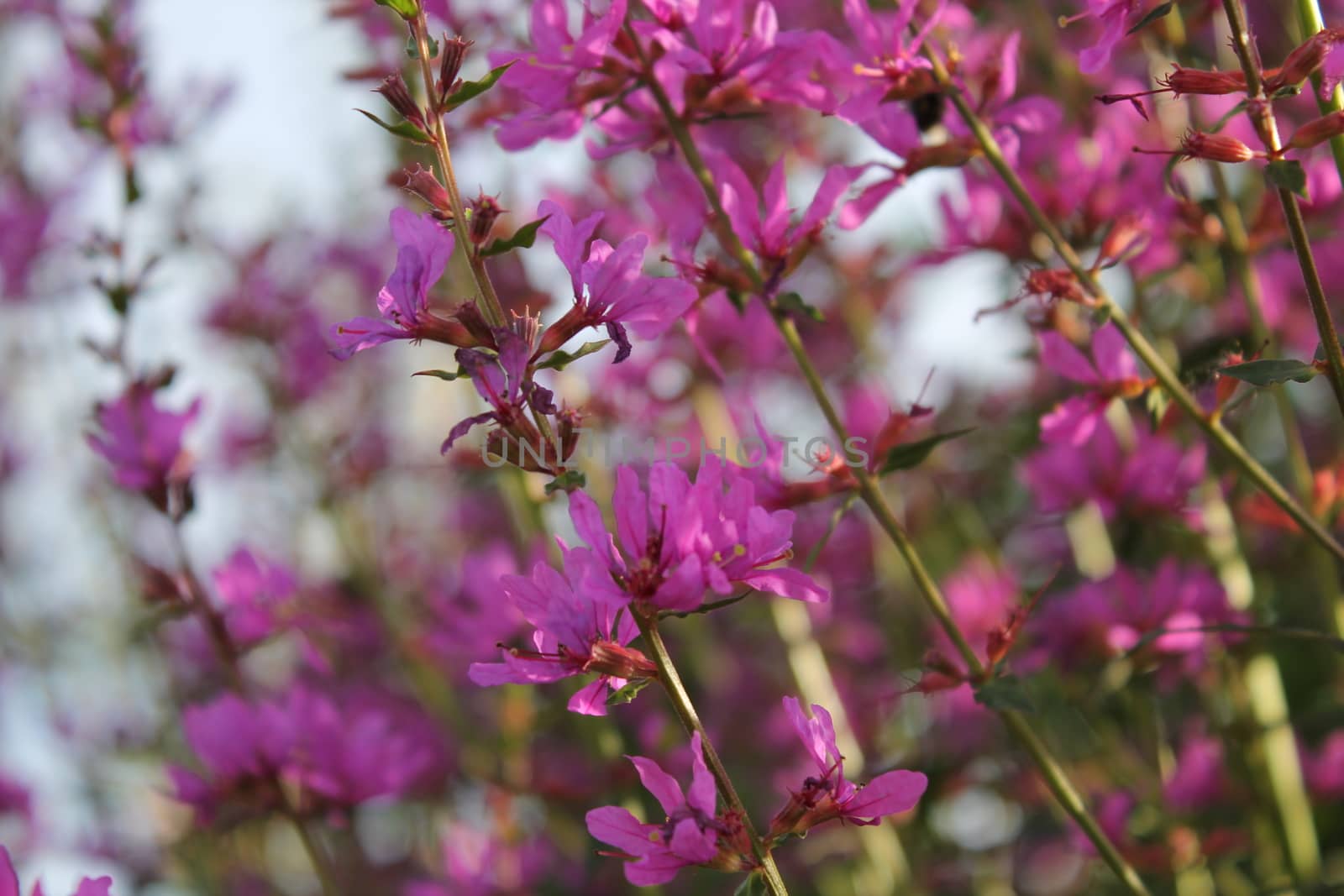 Close up, wildflowers