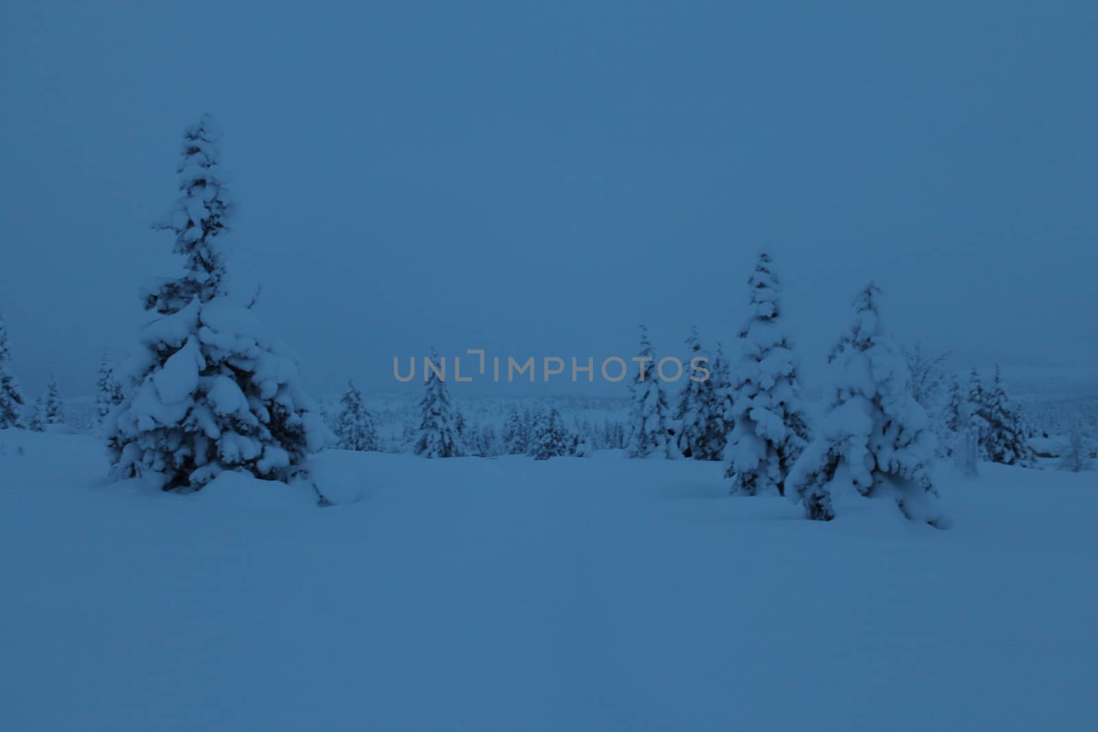 Winter in blue hour