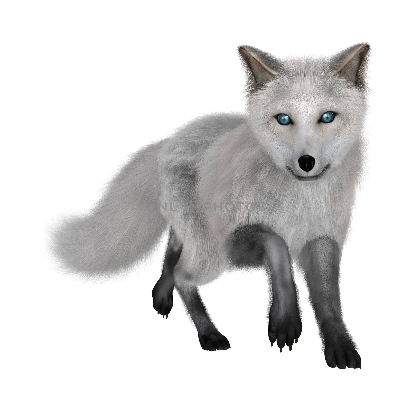 3D digital render of an arctic fox isolated on white background