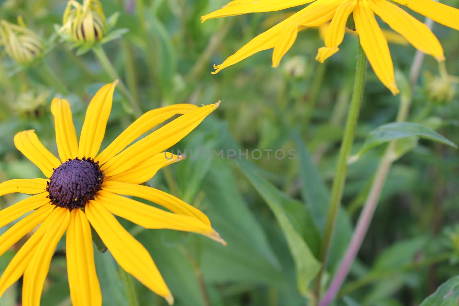 Yellow Echinacea