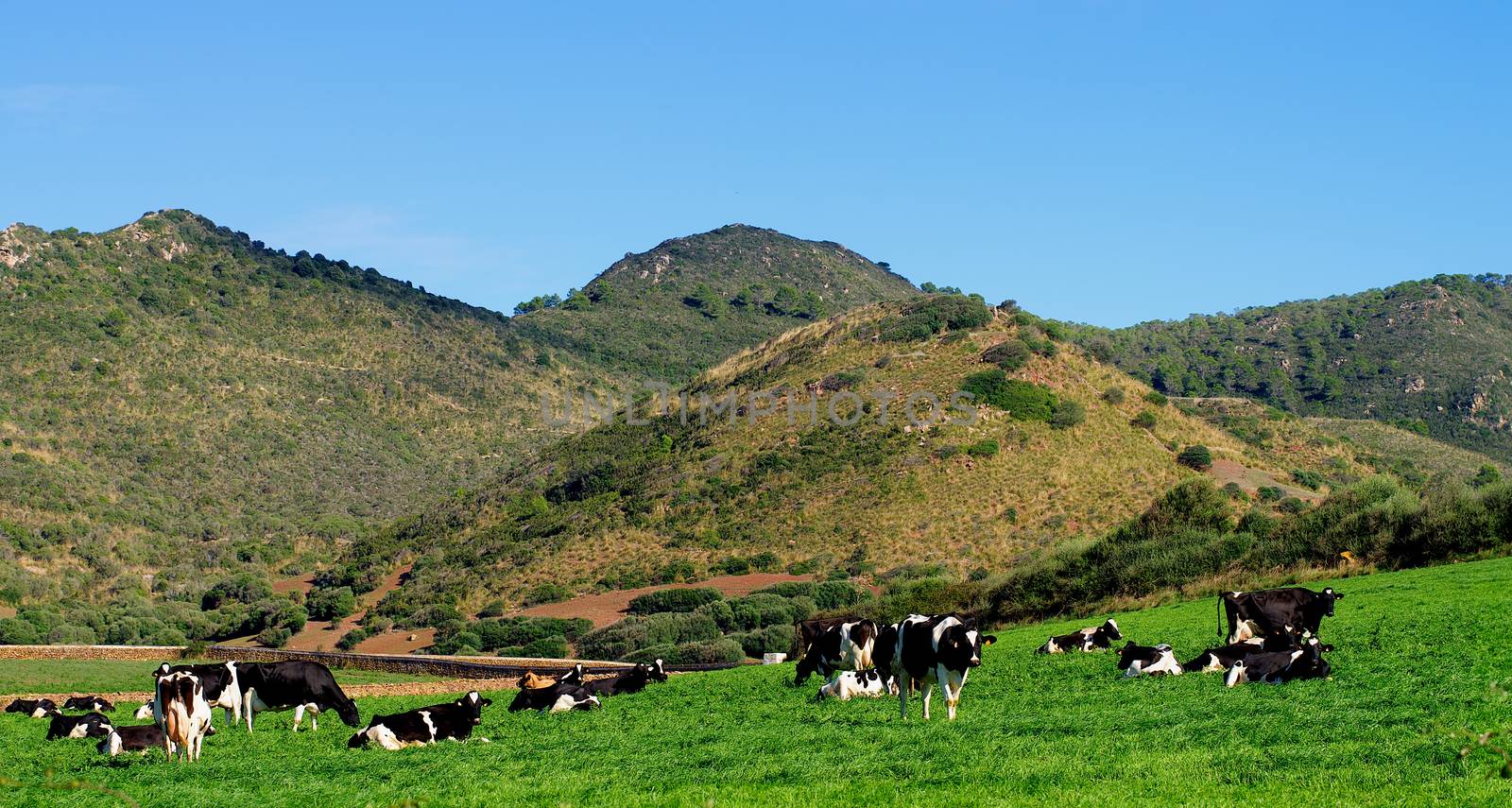 Large Herd of Funny Spotted Black and White Cows on Green Pasture Meadow Outdoors