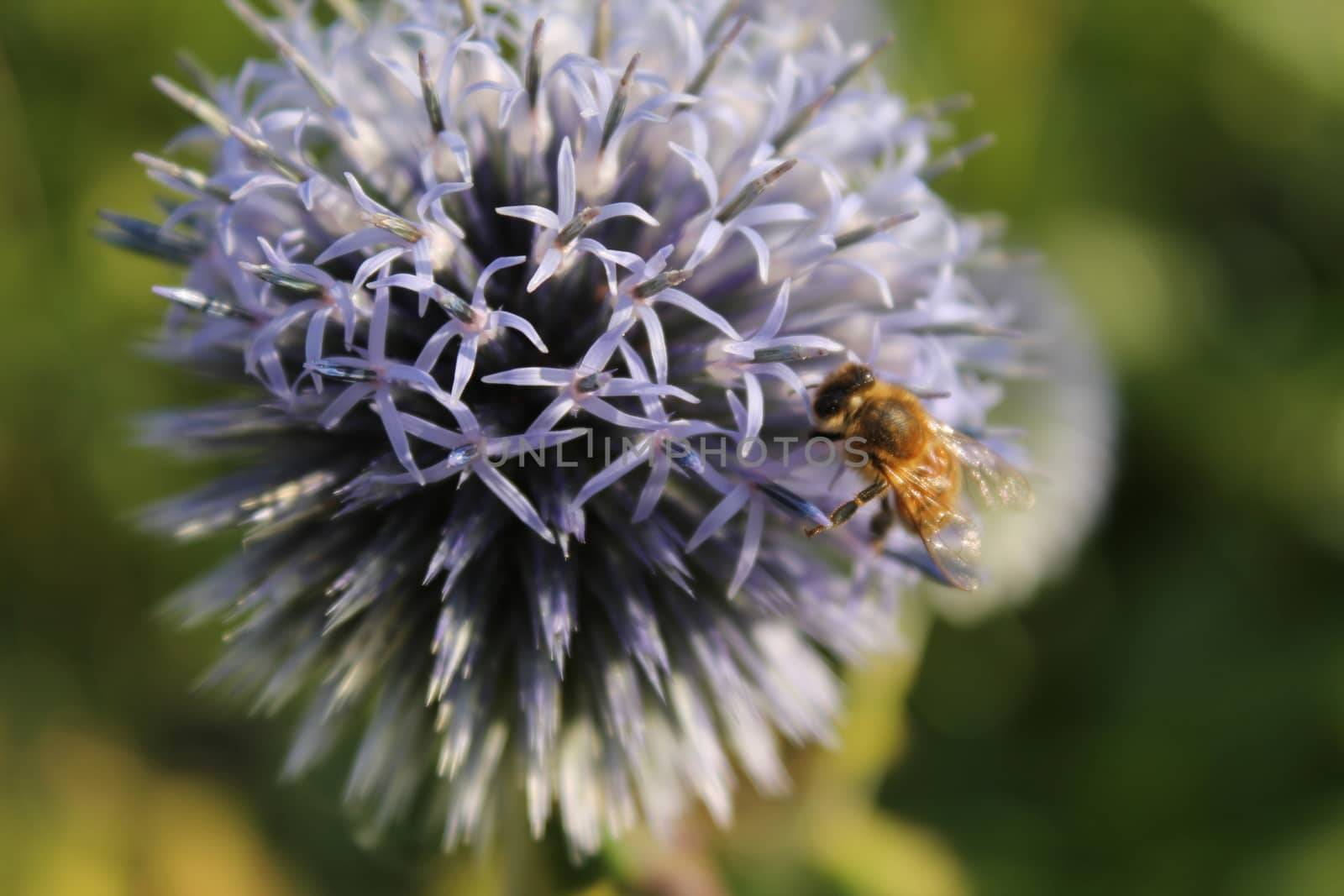 Bee on flower