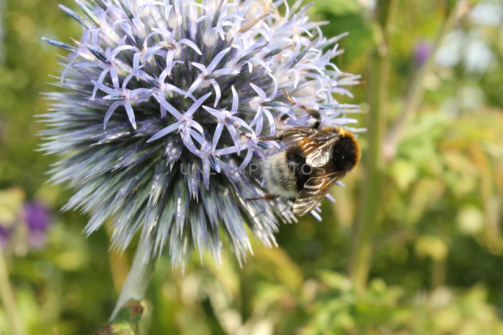 Bee on flower, close-up
