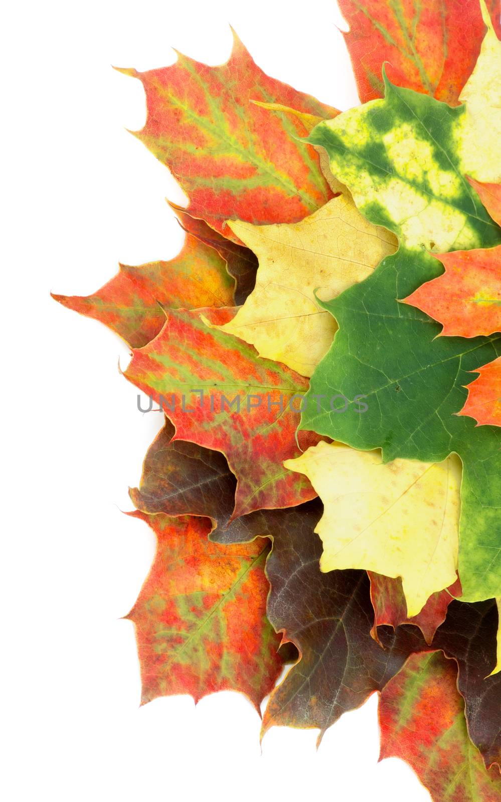 Heap of Multi Colored Autumn Maple Leafs as Frame isolated on White background
