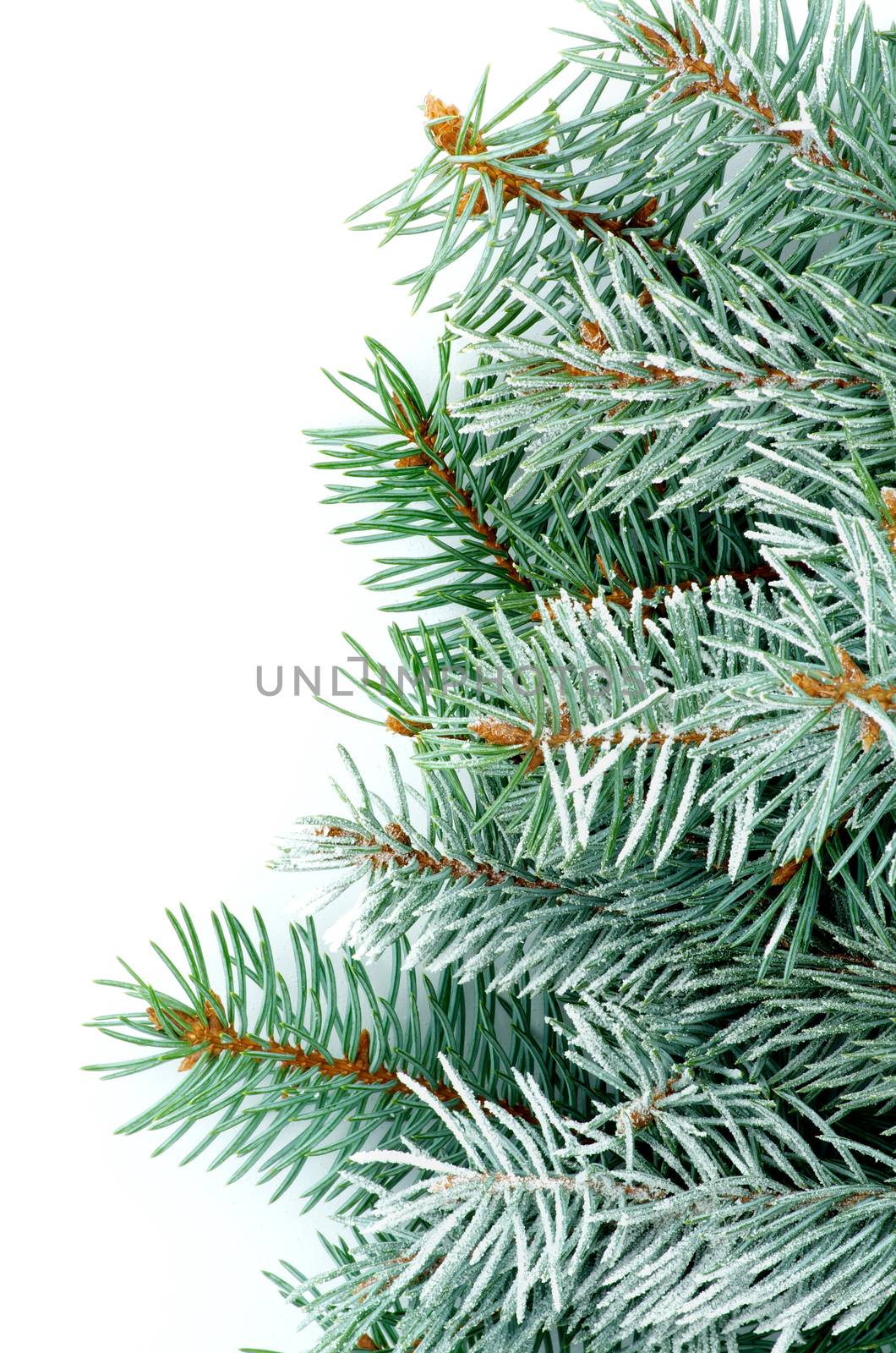 Vertical Border of Beauty Green Spruce Branches with Hoarfrost isolated on white background