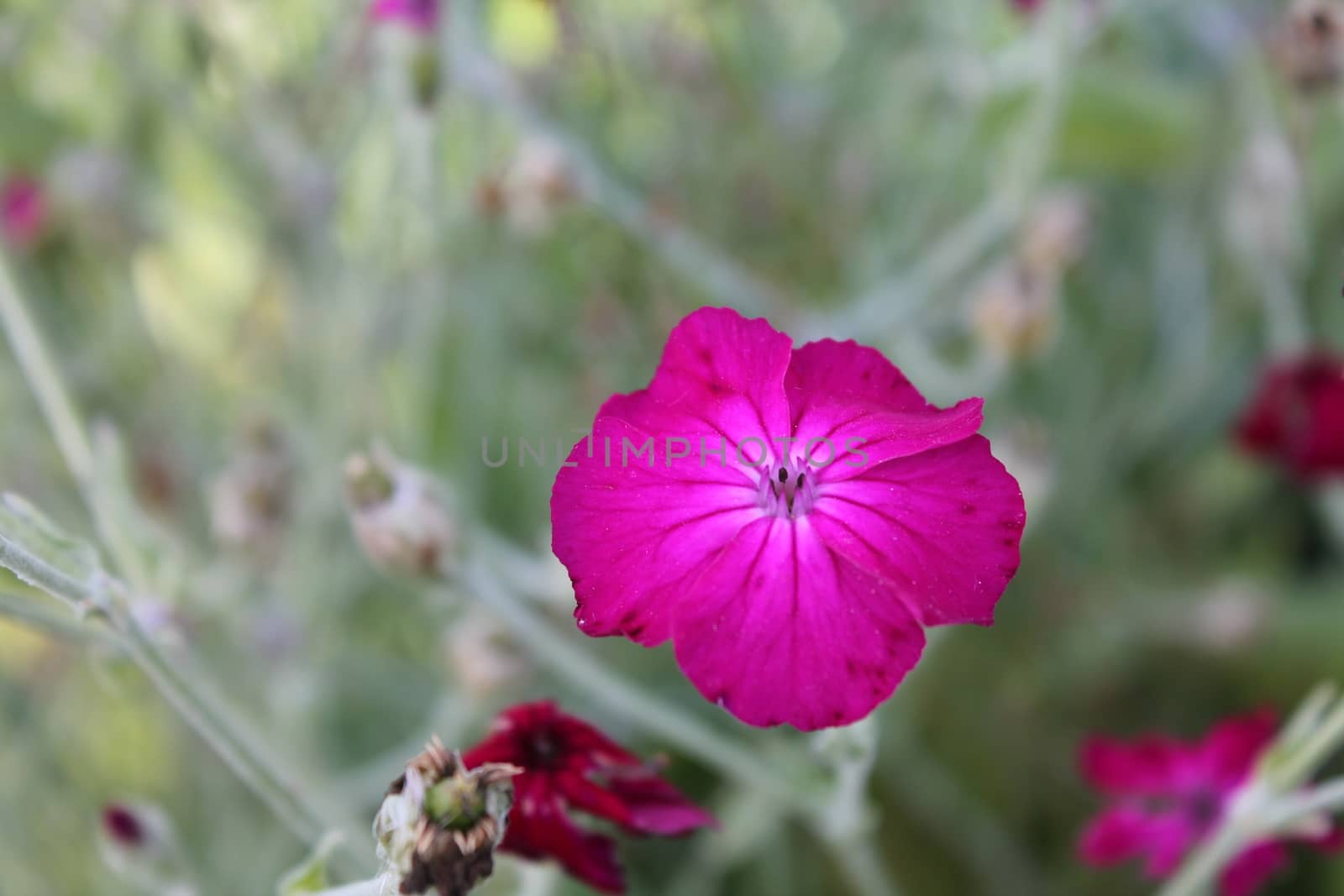 Purple flower, close-up