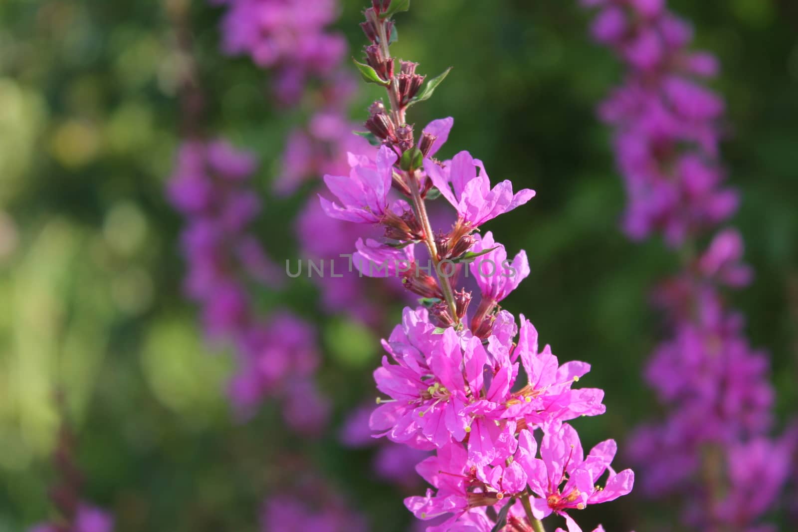 Flowers in pink