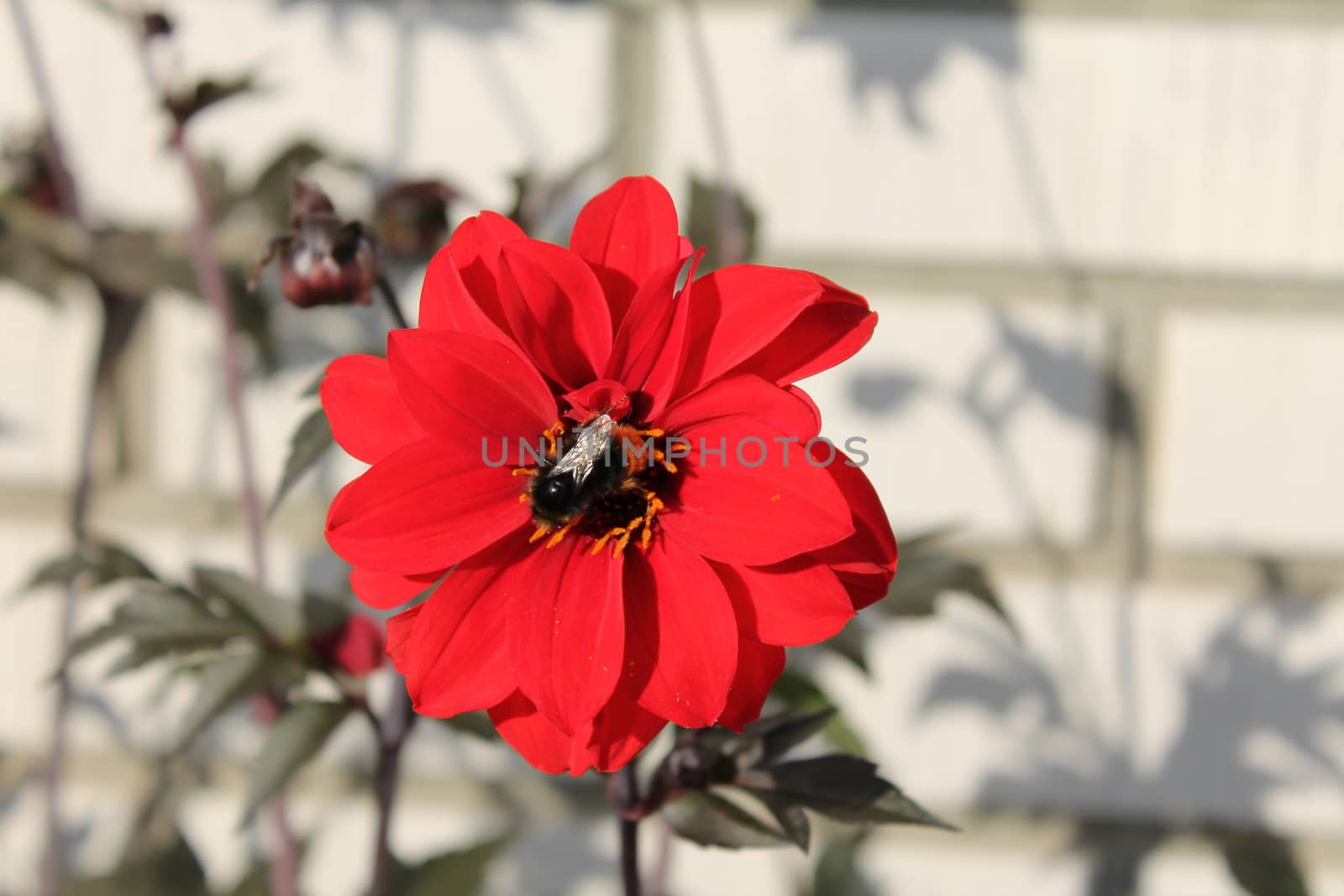 Bumblebee on red flower