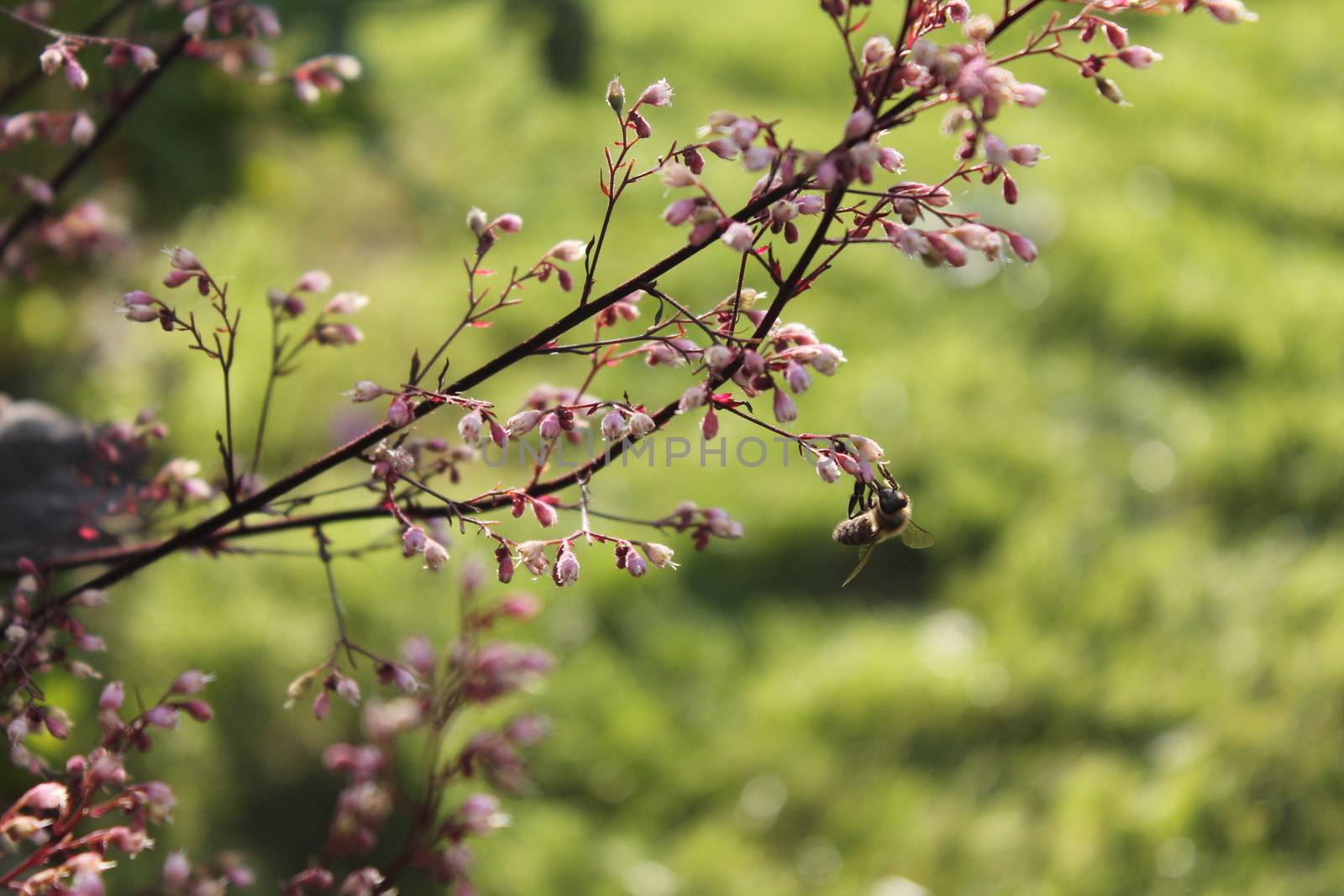Close up, pink flower and bee