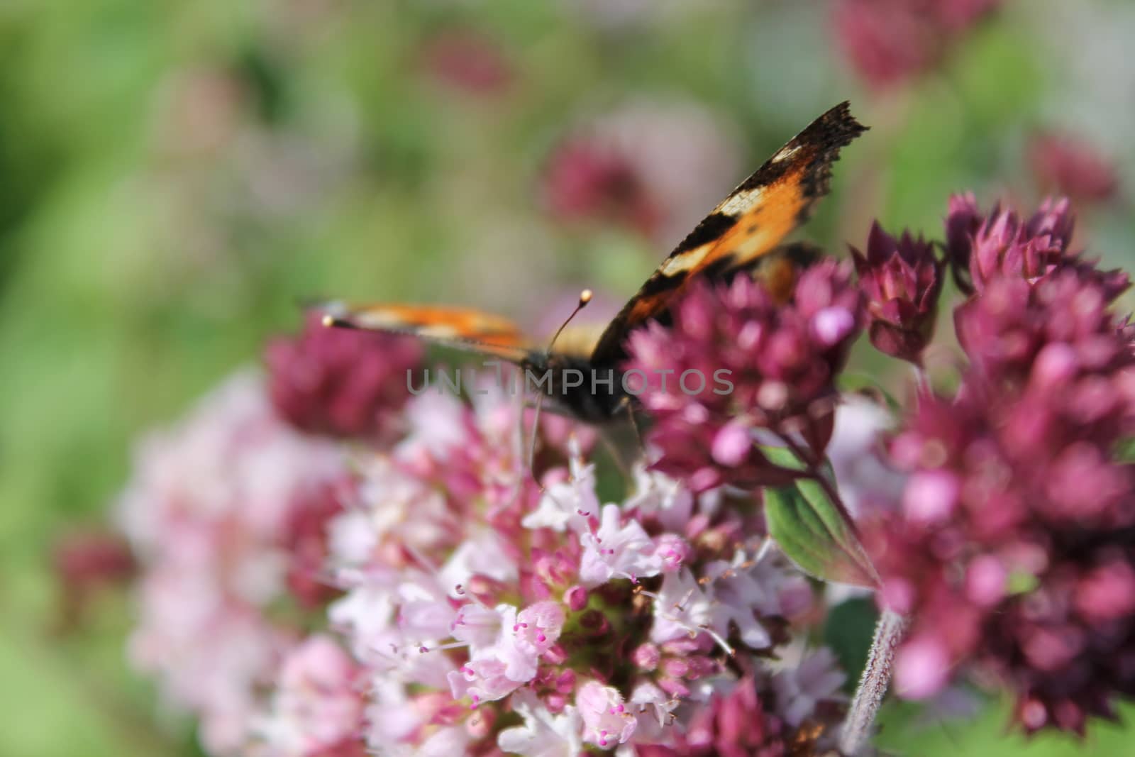 Butterfly om flower