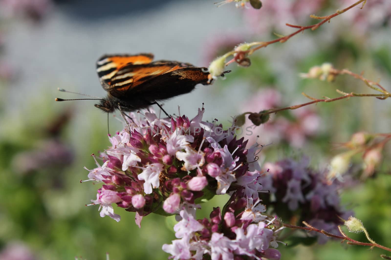 Butterfly on flowers