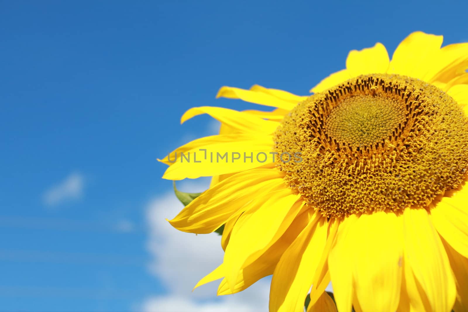 Sunflower and blue sky