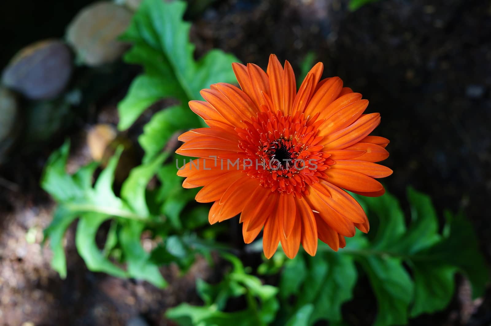 Ruby Red Grebera Daisies by eltonmaxim