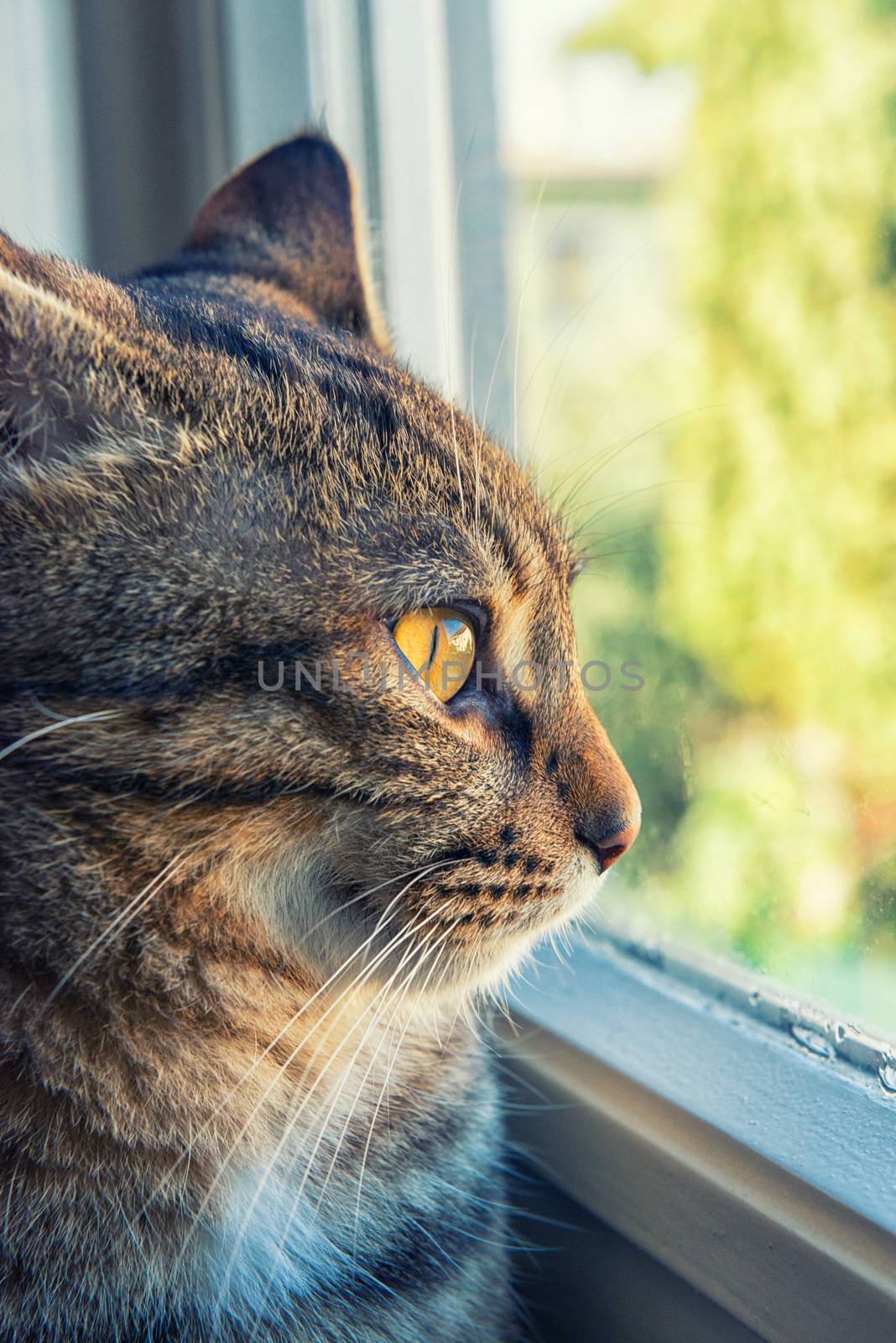 Cat looks outside from the window by jordygraph