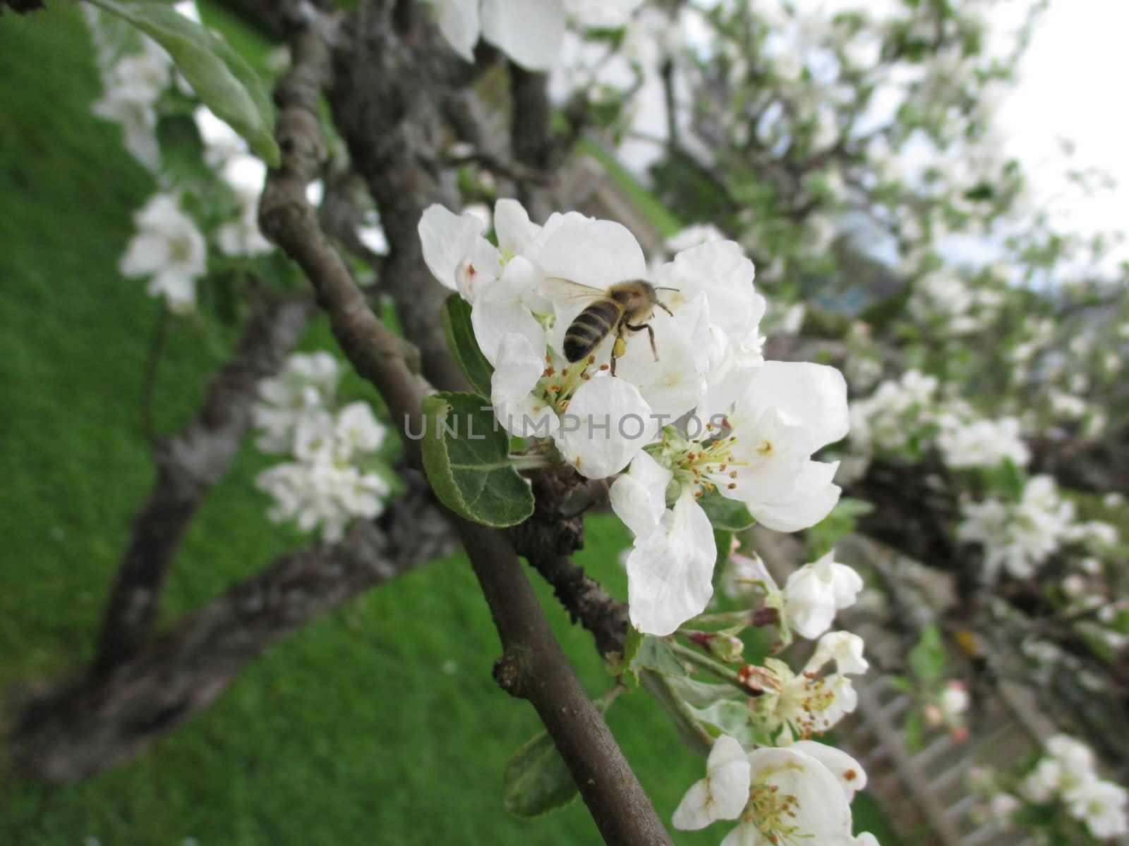 Bee on appleflower