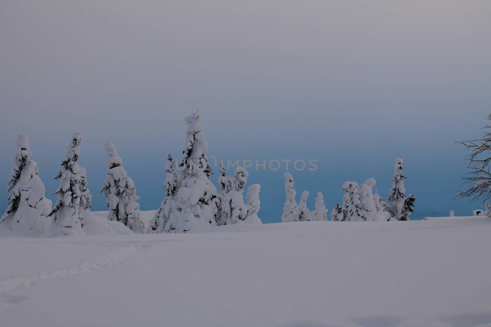 Winter landscape in blue light