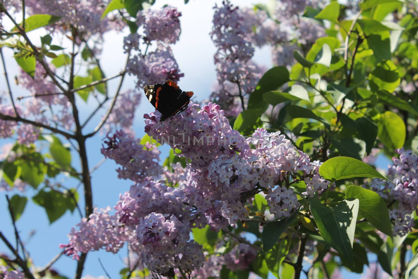 Butterfly in tree