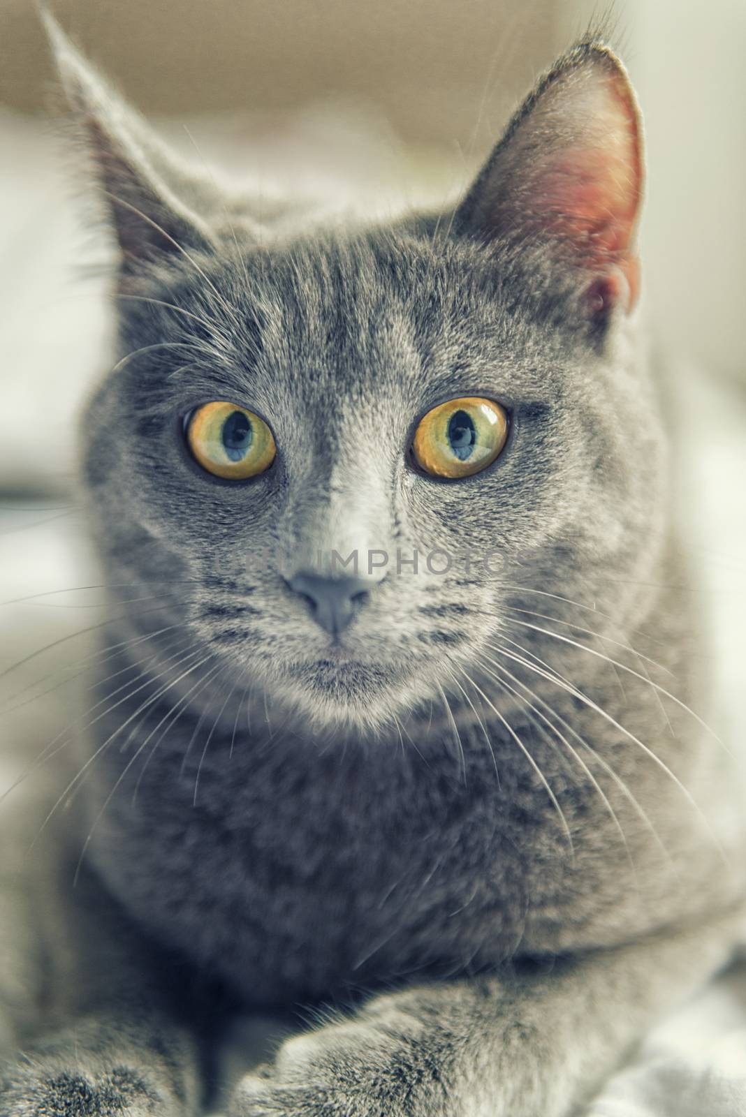 Gray cat with yellow eyes by jordygraph
