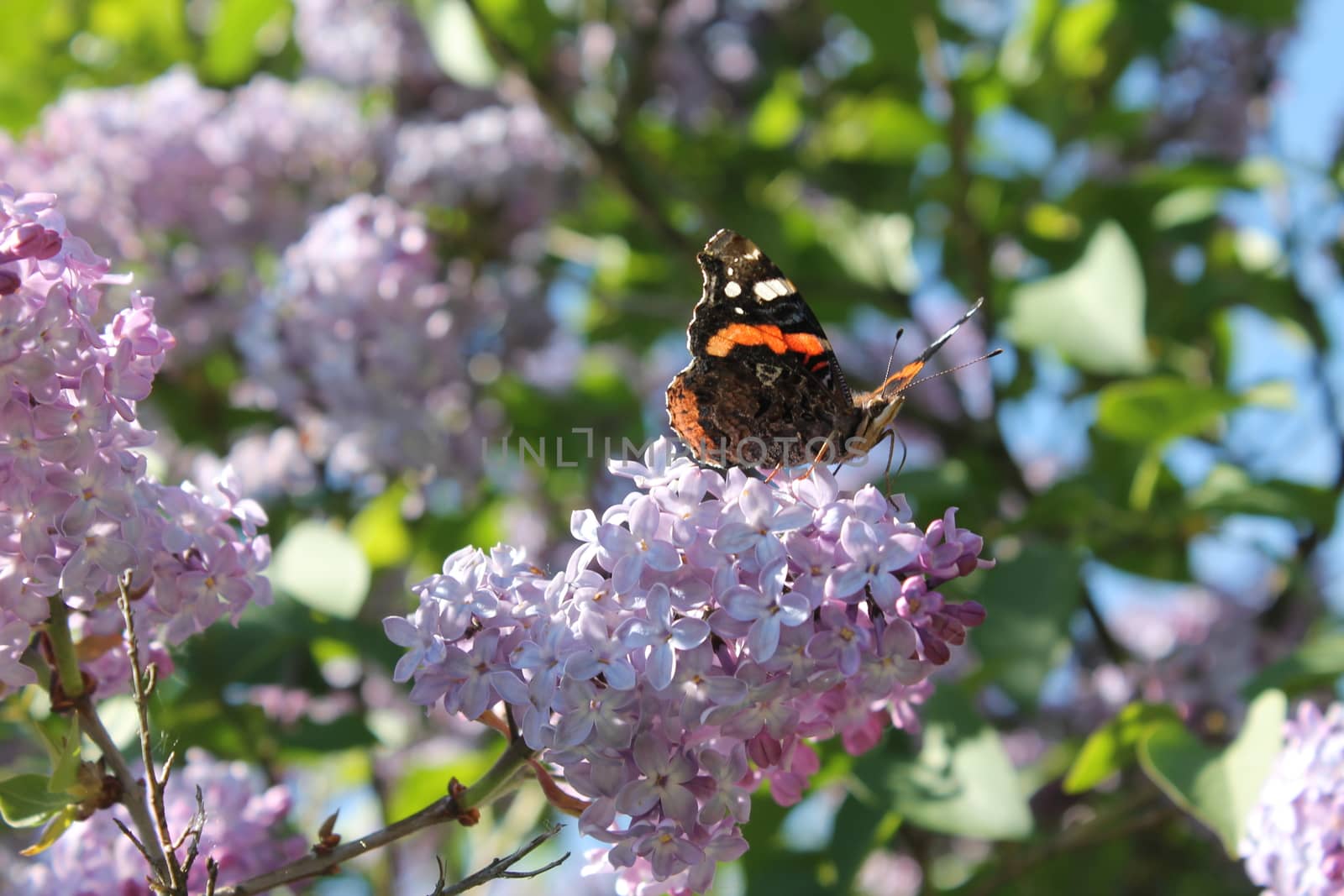 Butterfly in tree
