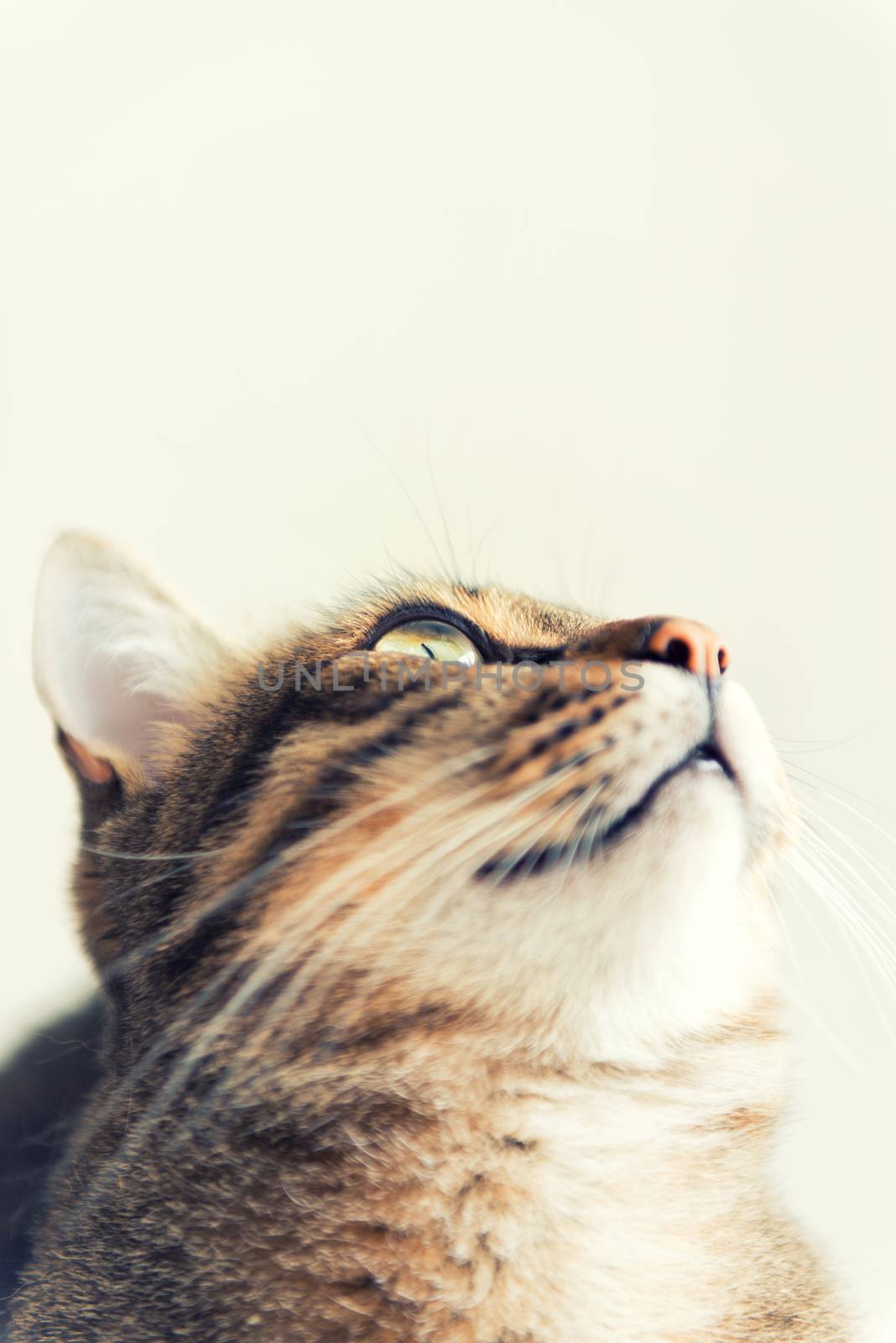Tabby cat looking up by jordygraph