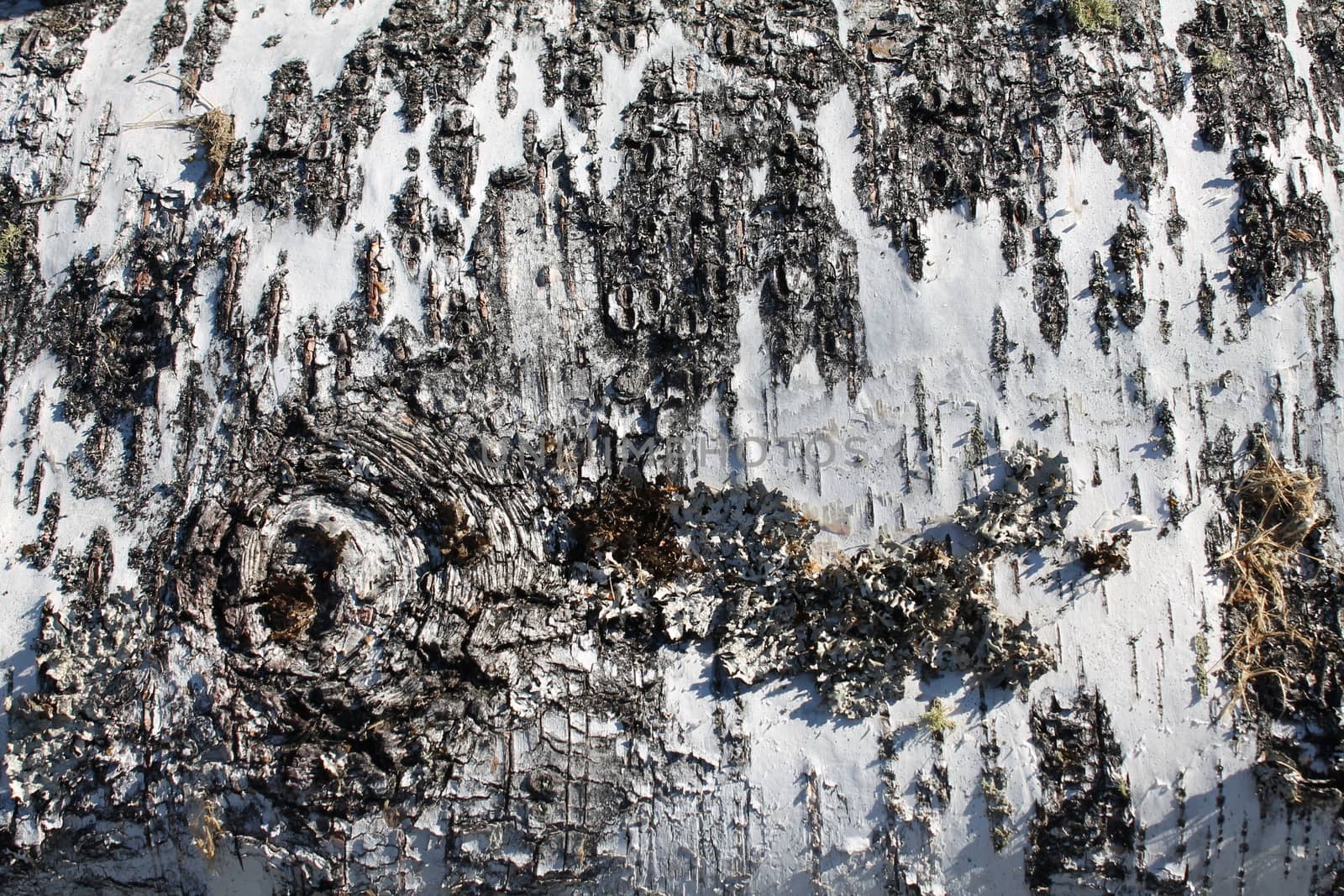 Close-up, birch