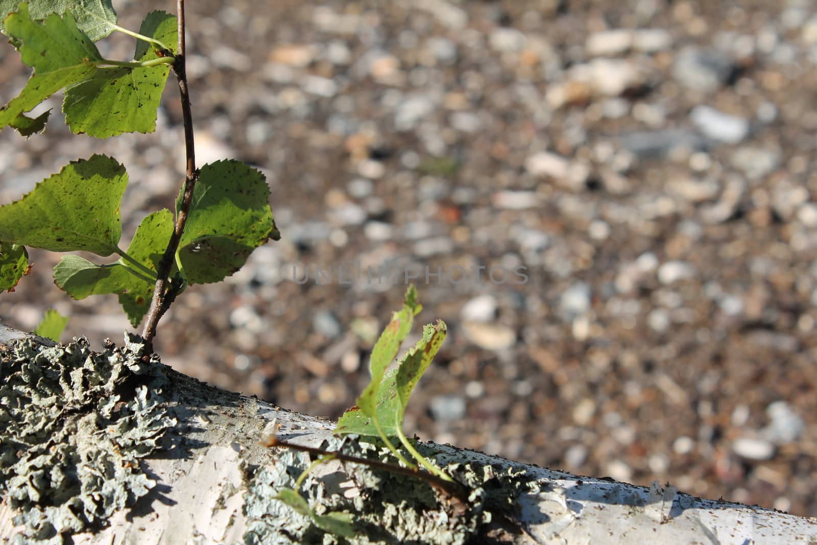 Birck With green leaf