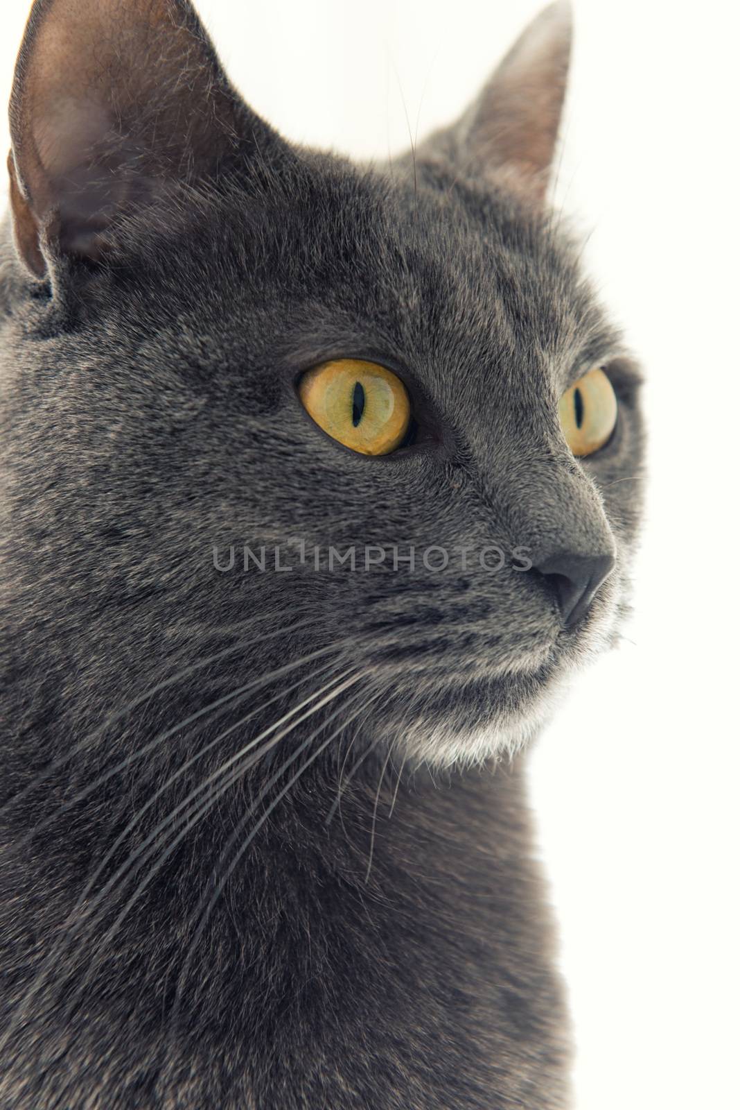 Gray cat with yellow eyes by jordygraph