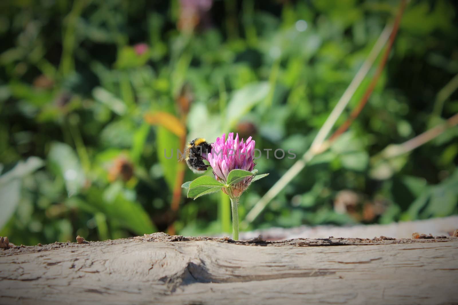 Close-up, bee