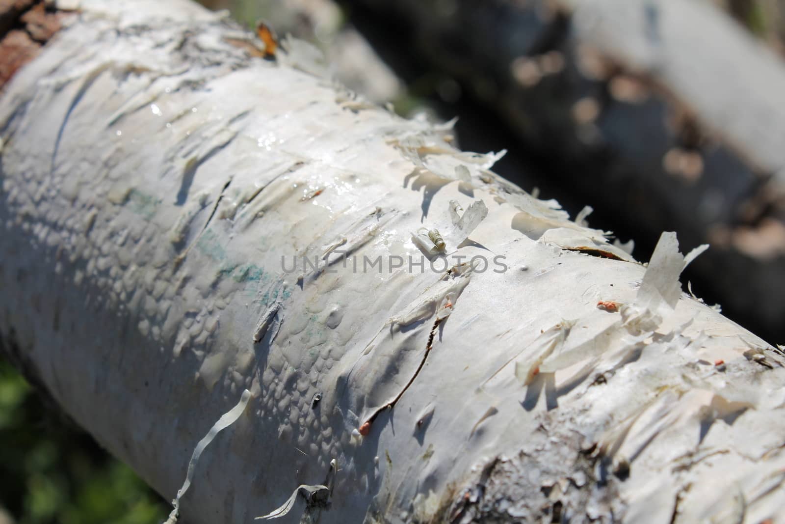 close-up, birch