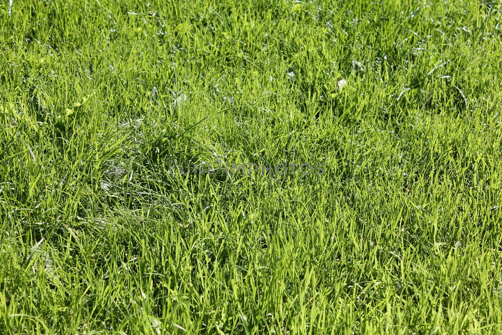 Close-up grass