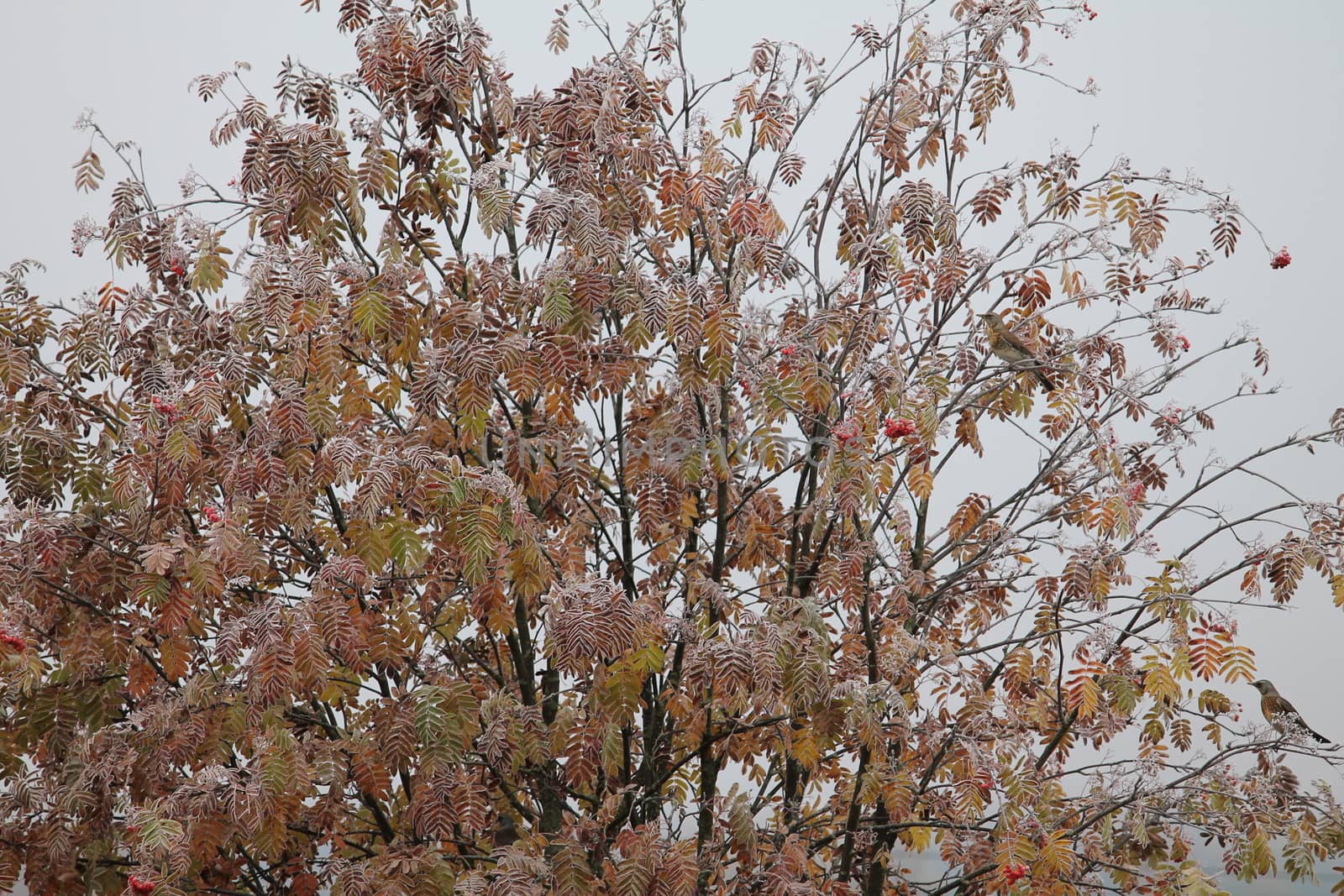 Bird and tree With red berries, frost