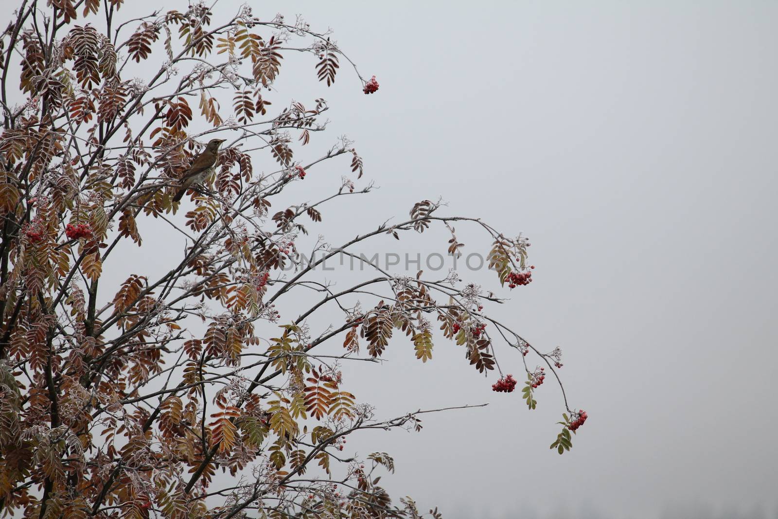 Bird in tree With red berries