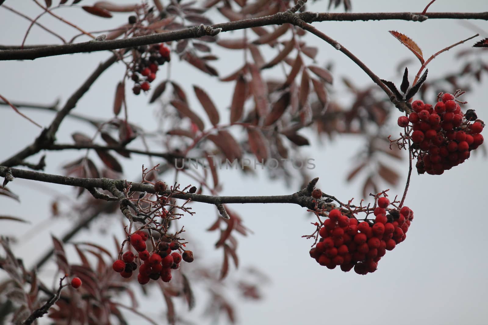 Red berries in the cold