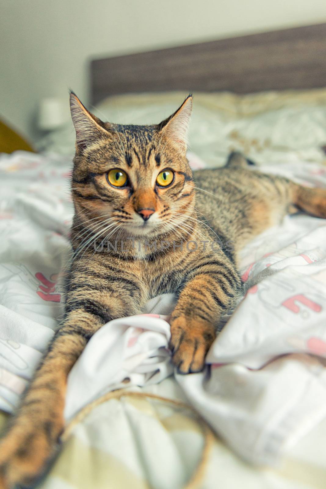 Tabby cat plays on bed by jordygraph