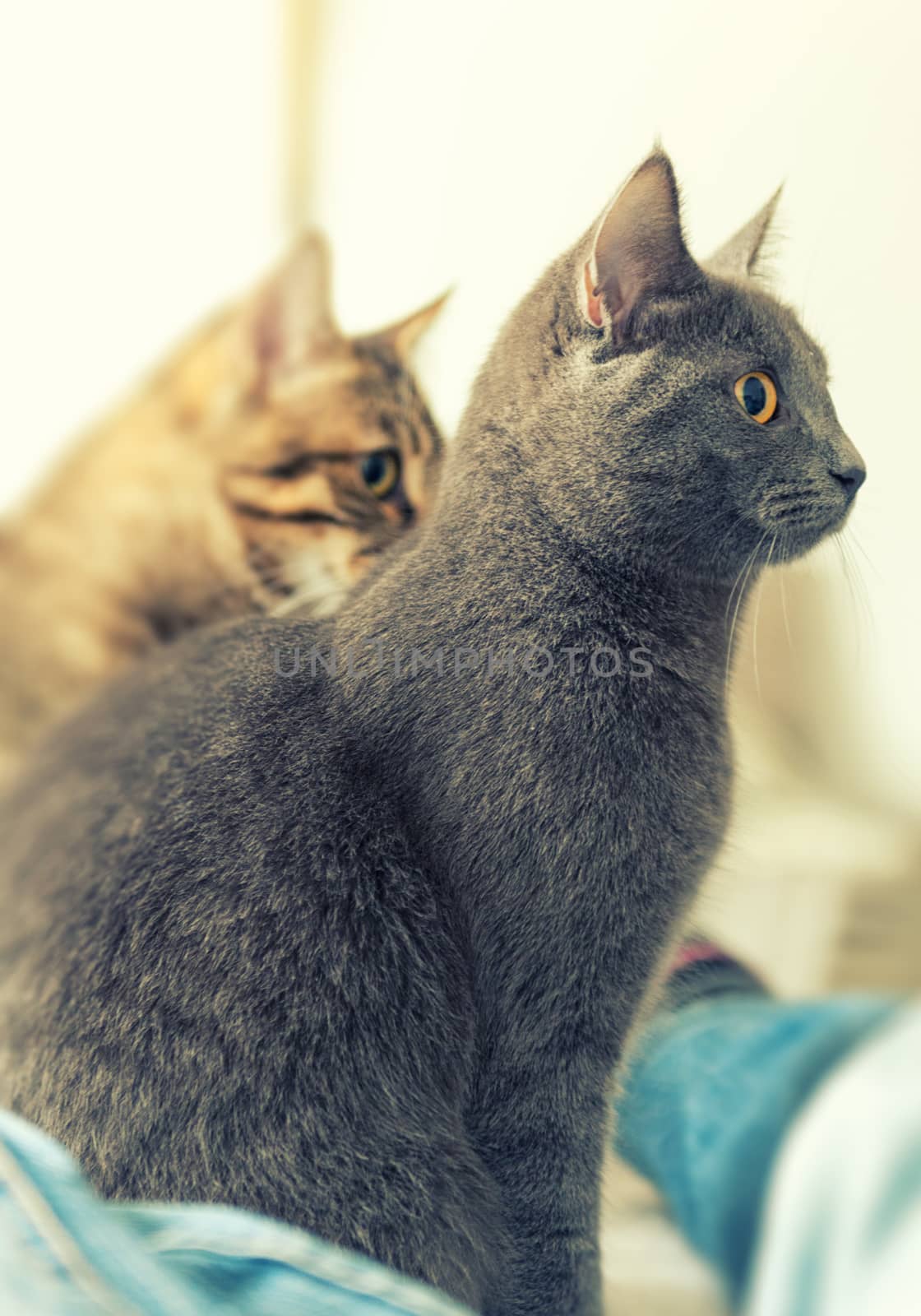 Two cats profile by jordygraph