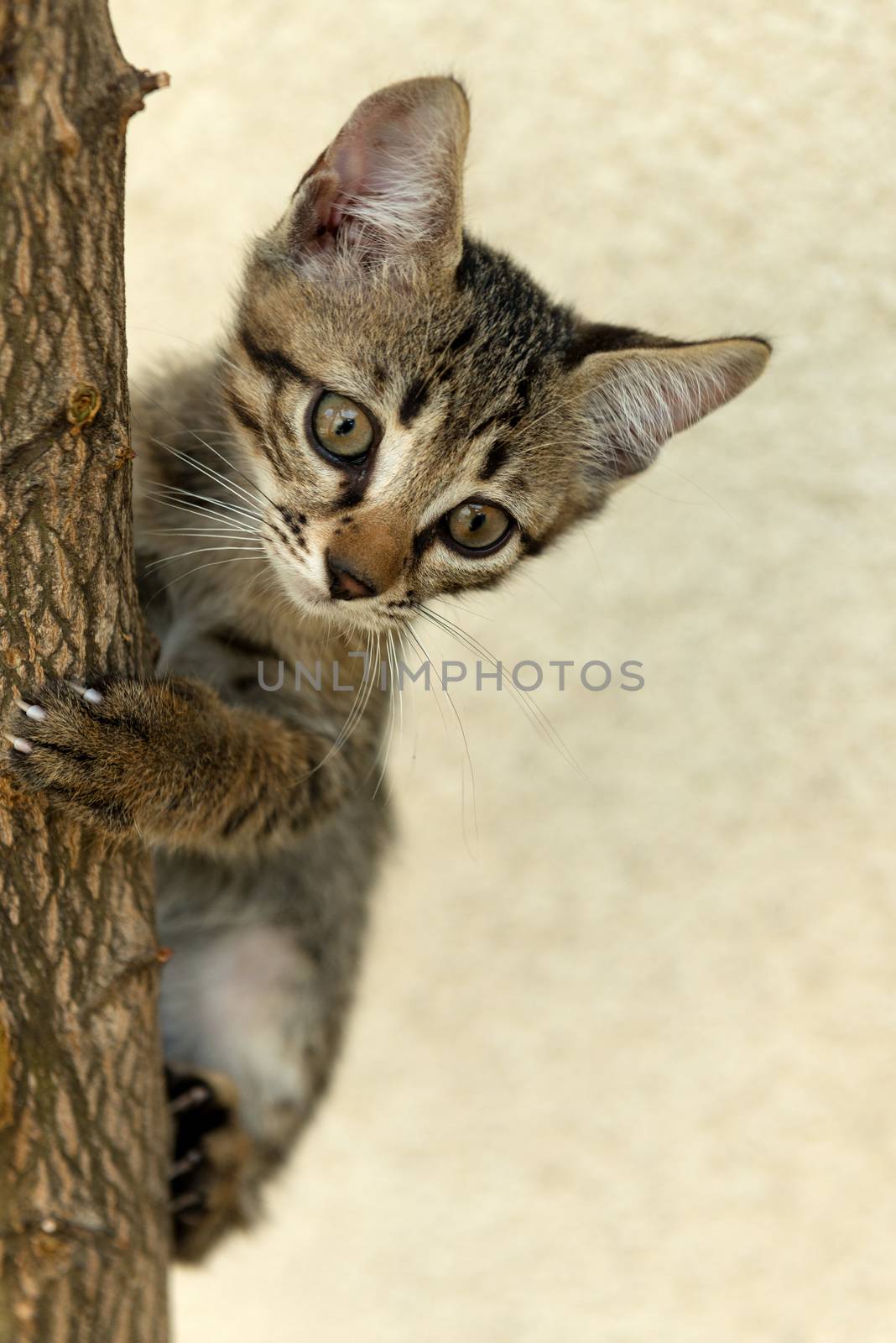 Climb cat by jordygraph