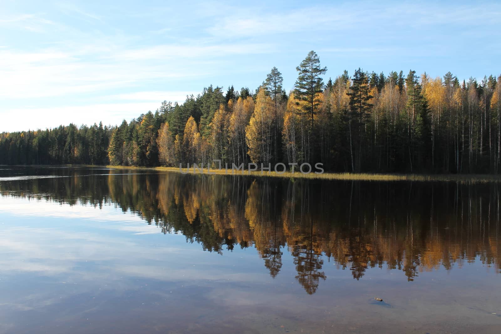 Woods and water mirroring