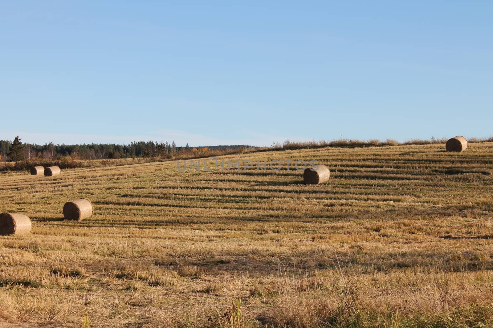 Hay bales in field